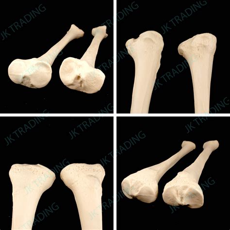 Anatomical Human Tibia Bone Model Left and Right Leg Skeleton Anatomy