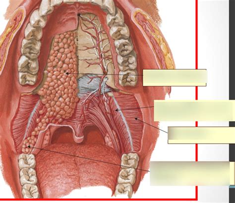 oral anatomy diagram quizlet