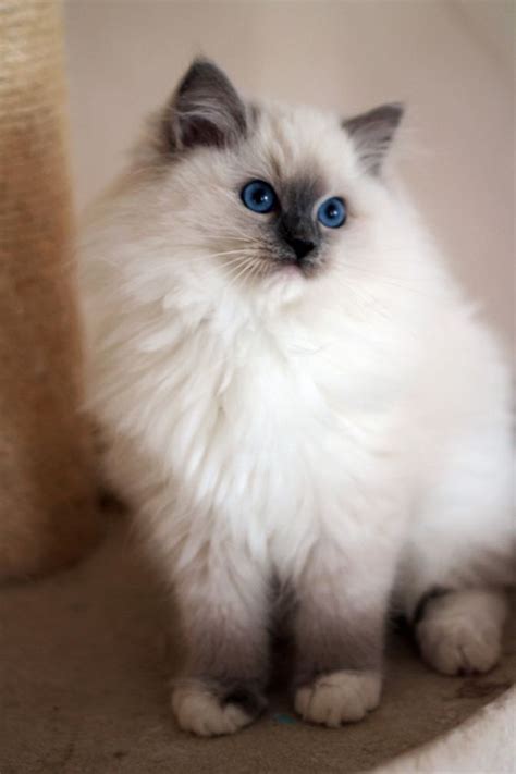 Lovely Pet's ༻: Top 10 Most Friendliest Cat Breeds