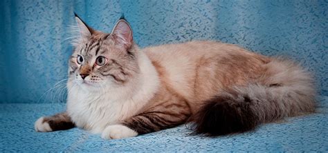 Невская маскарадная кошка — описание породы — PipCat.ru