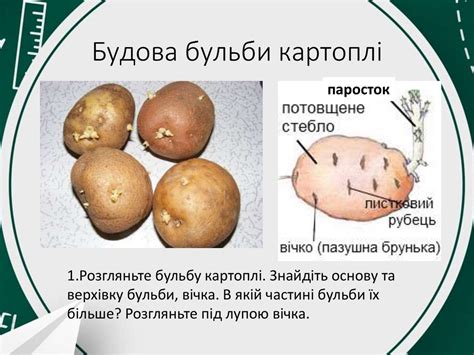 Пагін. Підземні видозмінені пагони - презентация онлайн