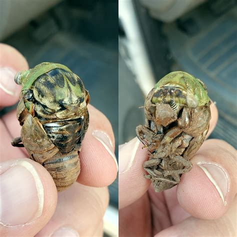 First time I've seen a cicada die during it's evolution : r
