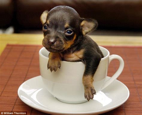 Hella Heaven: Smallest dog in the world and tiny creatures