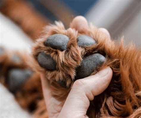 how to get rid of yeasty smell on dog