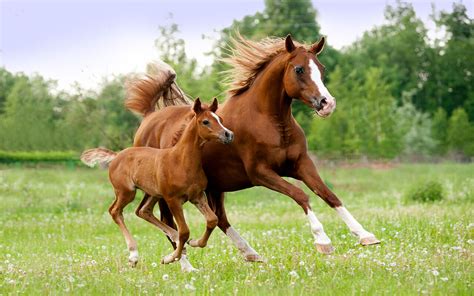Mare And Foal Wallpapers - Wallpaper Cave