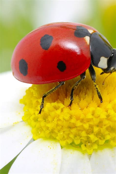 what do ladybugs represent 7