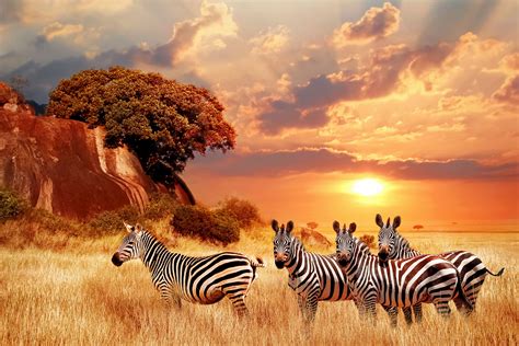 Africa - Dream Challenges