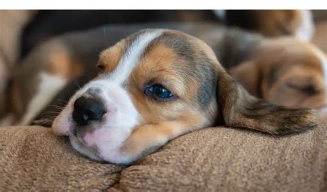 What to Do When Your Beagle Stops Eating: Step-by-Step Guide – HowToAnimal