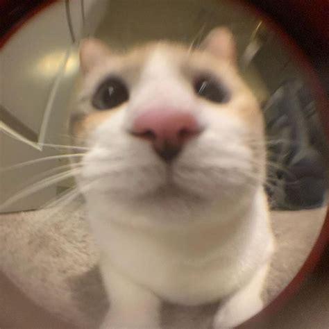 Panko Cat on Instagram: “The fisheye lens did something different this time” | Fish eye lens ...