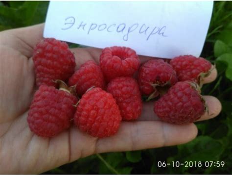 Купить саженцы Малина Энросадира в Беларуси - цены