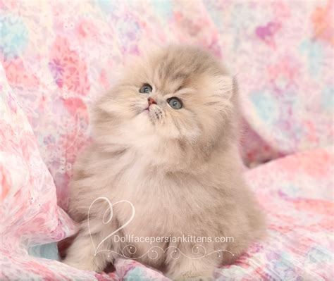 Teacup Persian Kitten Information - Doll Face Persian Kittens