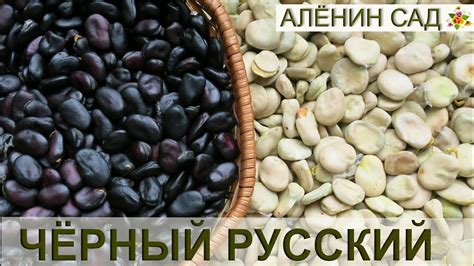 Русские бобы / Всё о выращивание бобов - YouTube
