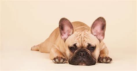 How to Trim French Bulldog Nails - All Our Creatures