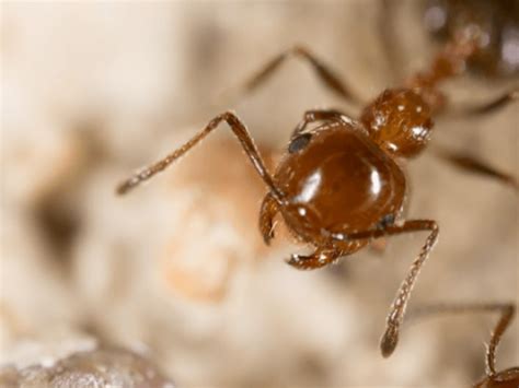 national fire ant eradication program horticultural media