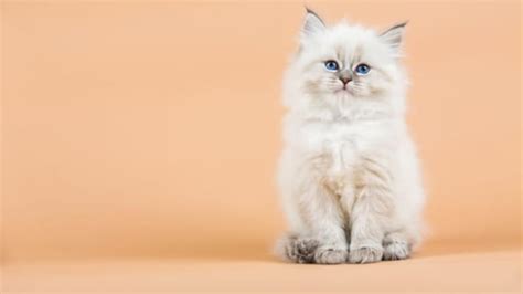 facts  cats mental floss