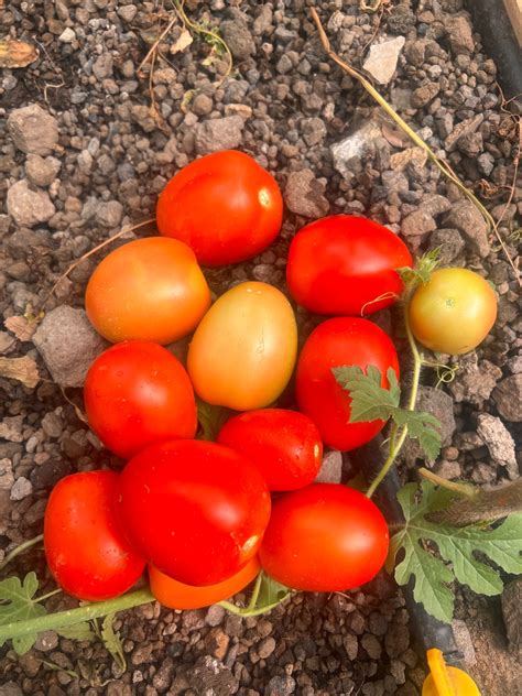 Living near egerton gardens surprisingly offers a quiet city life 14