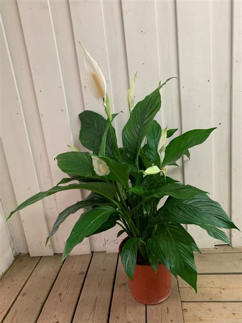 Spatyphilium - De Bloemenplantage B.V.
