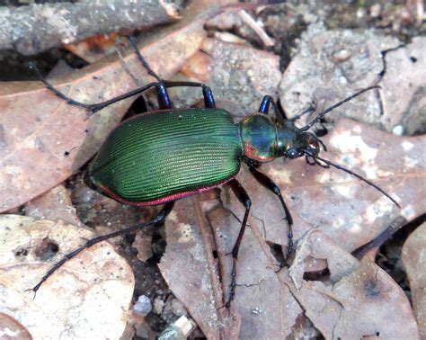 Beetle | The Canadian Encyclopedia