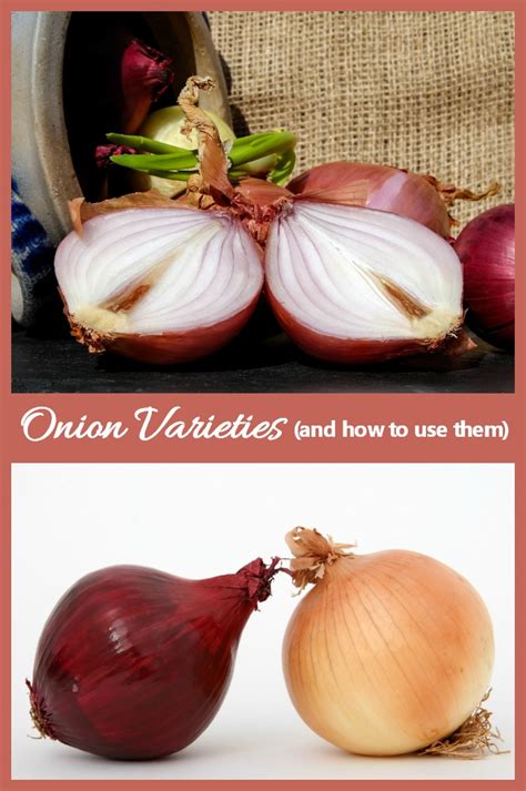 onion varieties images  naomi cooke blog