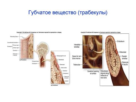 Соединительная ткань - презентация онлайн