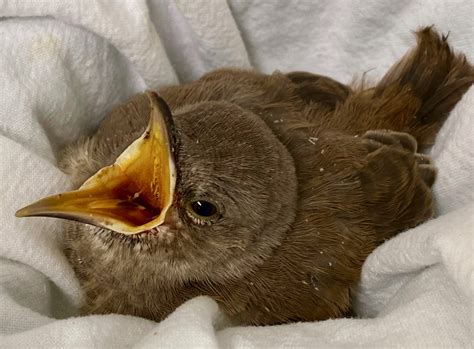 Curve-billed Thrasher