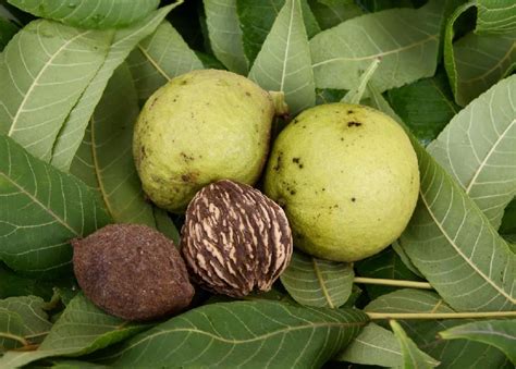 black walnut trees  sale buying growing guide treescom
