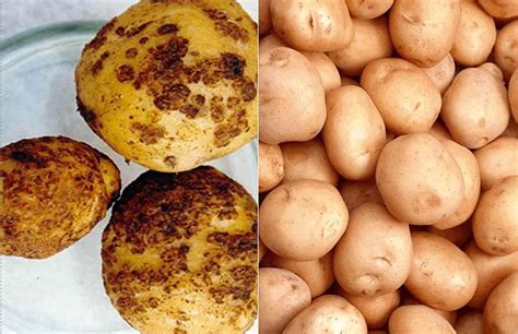 Нематода картофеля - Картофель
