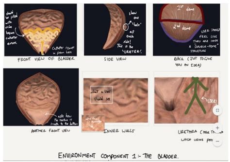 Draft of human bladder model | Download Scientific Diagram