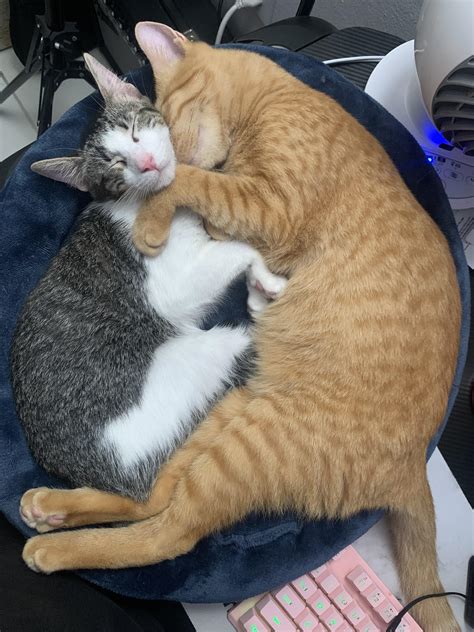 Finally home from the vets : r/cats