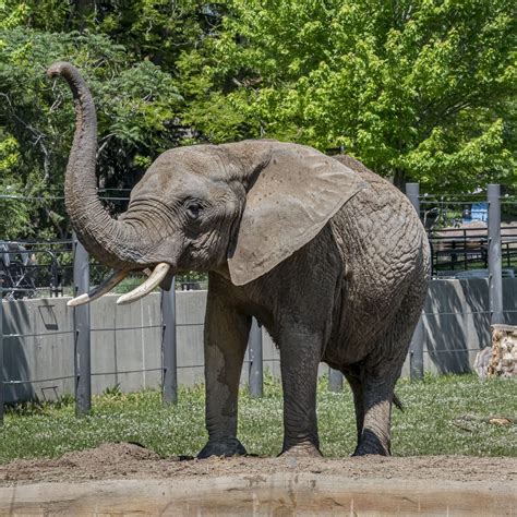 Elephant Cream Face at Steven Hines blog
