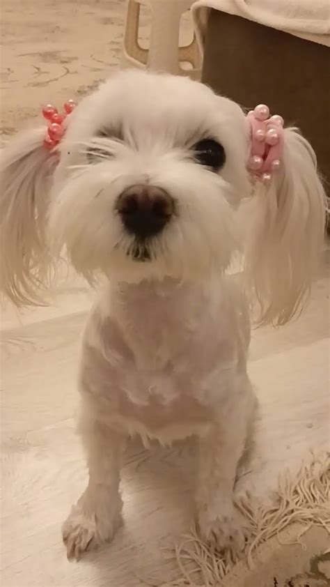 #собака #pets 💋💓💕 ️🐶🥰😜🐕🌺🌹 - YouTube