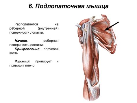 Мышцы верхней конечности. Мышцы плечевого пояса. Мышцы свободной ...