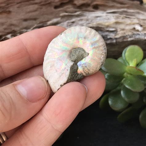 Opalised Ammonite Fossil - Crystal Harmony Australia
