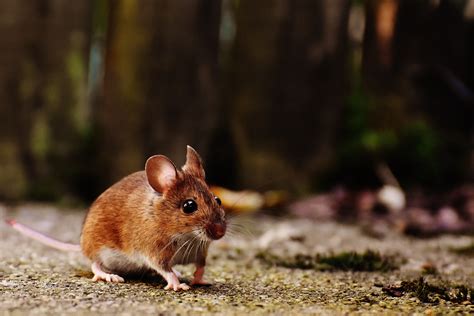 Free Images : nature, sweet, animal, cute, wildlife, fur, small, brown ...