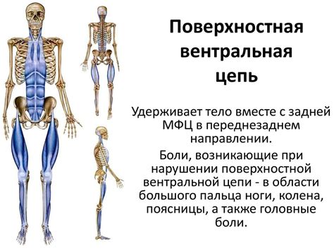Поверхностная вентральная цепь - презентация онлайн