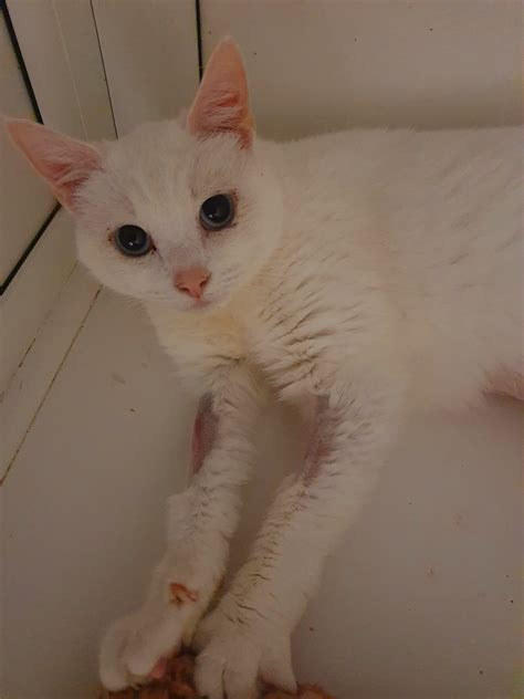 Neva - rehomed - Destitute Animals Shelter - Bolton