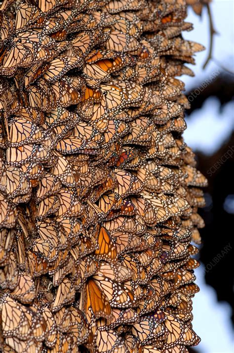 monarch butterfly cluster stock image  science photo library