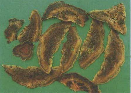 大黄-中药学-医学