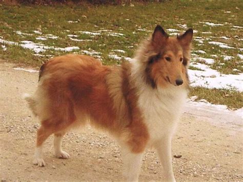 Big Timber Collies - Collie Breeders and Information