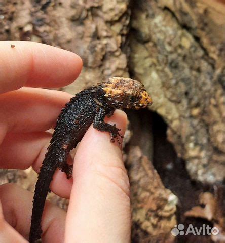 Крокодиловый сцинк (Tribolonotus qracilis) купить в Москве | Животные и ...