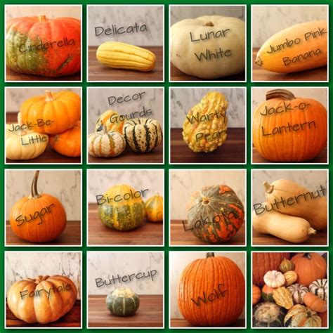 gourd chart key OLT 2013 | Pumpkin squash, Winter squash recipes ...