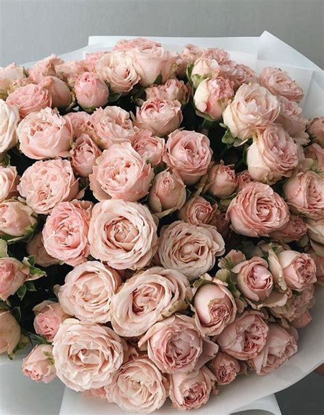 Rosa spray 'Miss Bombastic'/ Роза кустовая Мисс Бомбастик - Bloom by ...