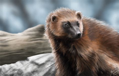 wolverine animal painting