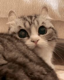 Comaru Cat GIF - Comaru Cat - Discover & Share GIFs