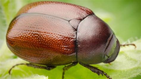 5 things you need to know about June bugs | CBC News