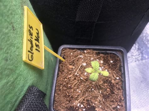 Leaves are yellow grow question by Lena12 - GrowDiaries