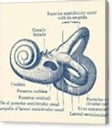 Inner Ear Anatomy Diagram - Vintage Poster Drawing by Vintage Anatomy ...