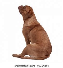 French Mastiff Sitting Isolated Stock Photo 96754864 | Shutterstock