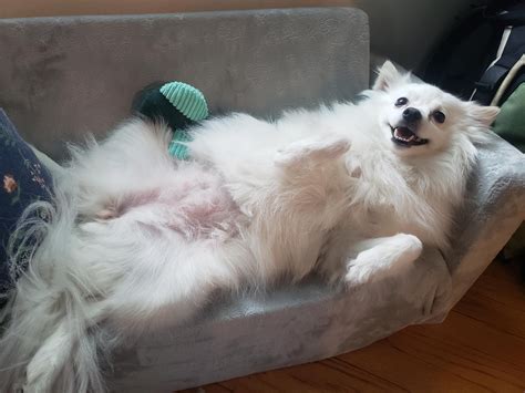 beyond obsessed with how cute my dog looks on this toddler sofa I found on the sidewalk (and