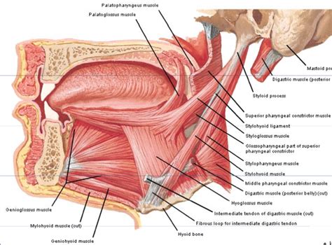 Extrinsic Muscle of Tongue - Paul Mills